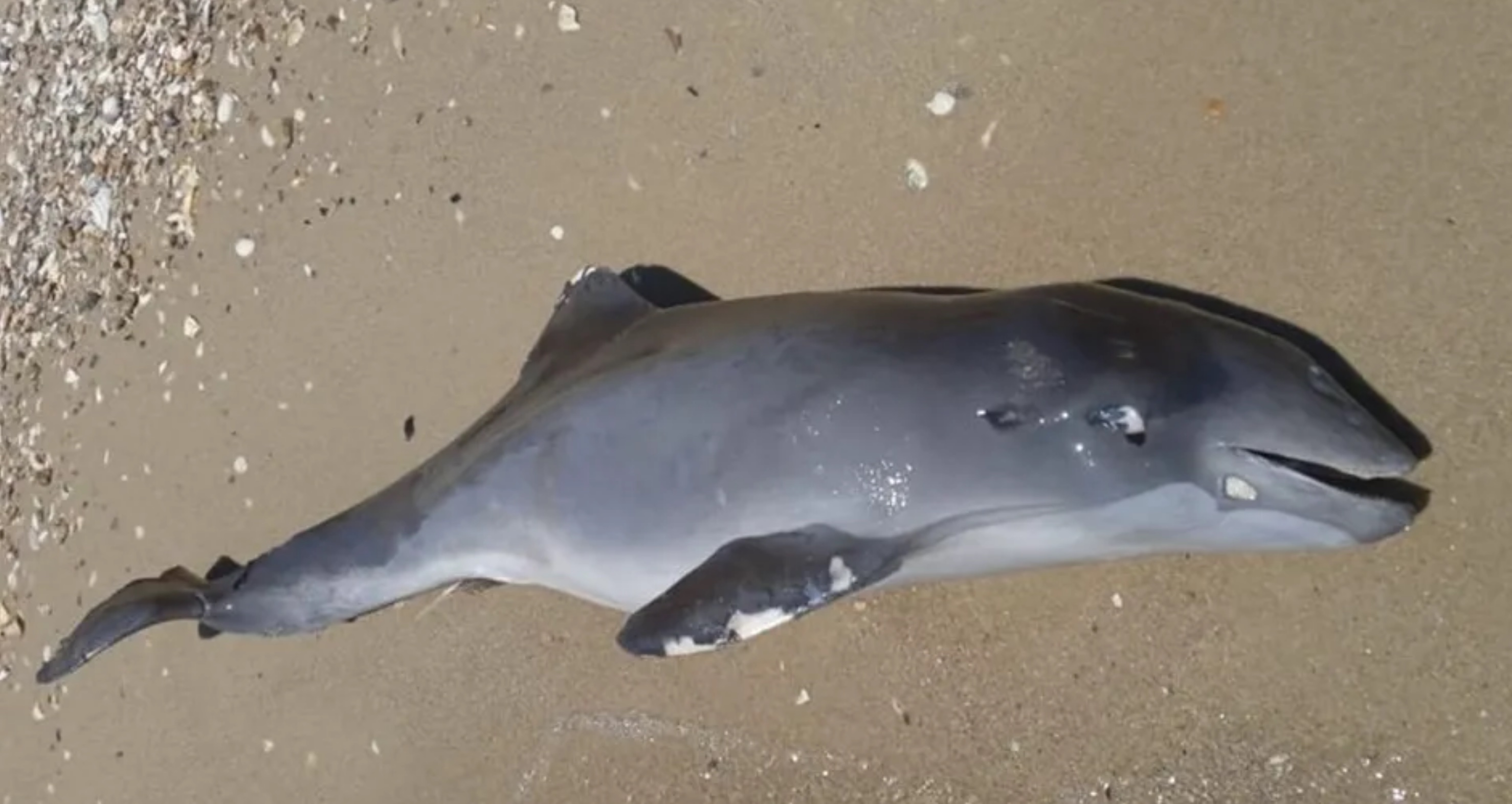 Image de couverture pour La Planète Bleue 1008 –