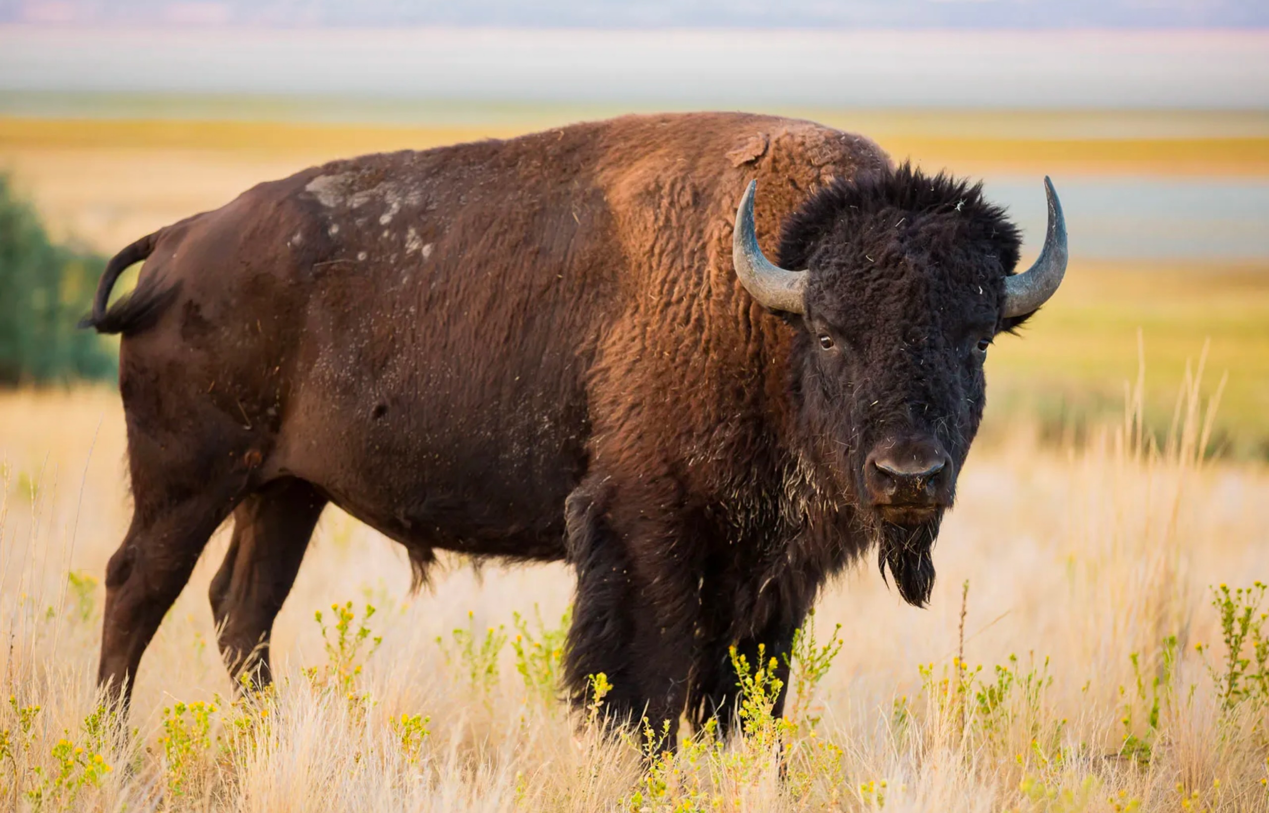 Image de couverture pour La Planète Bleue 1020 –