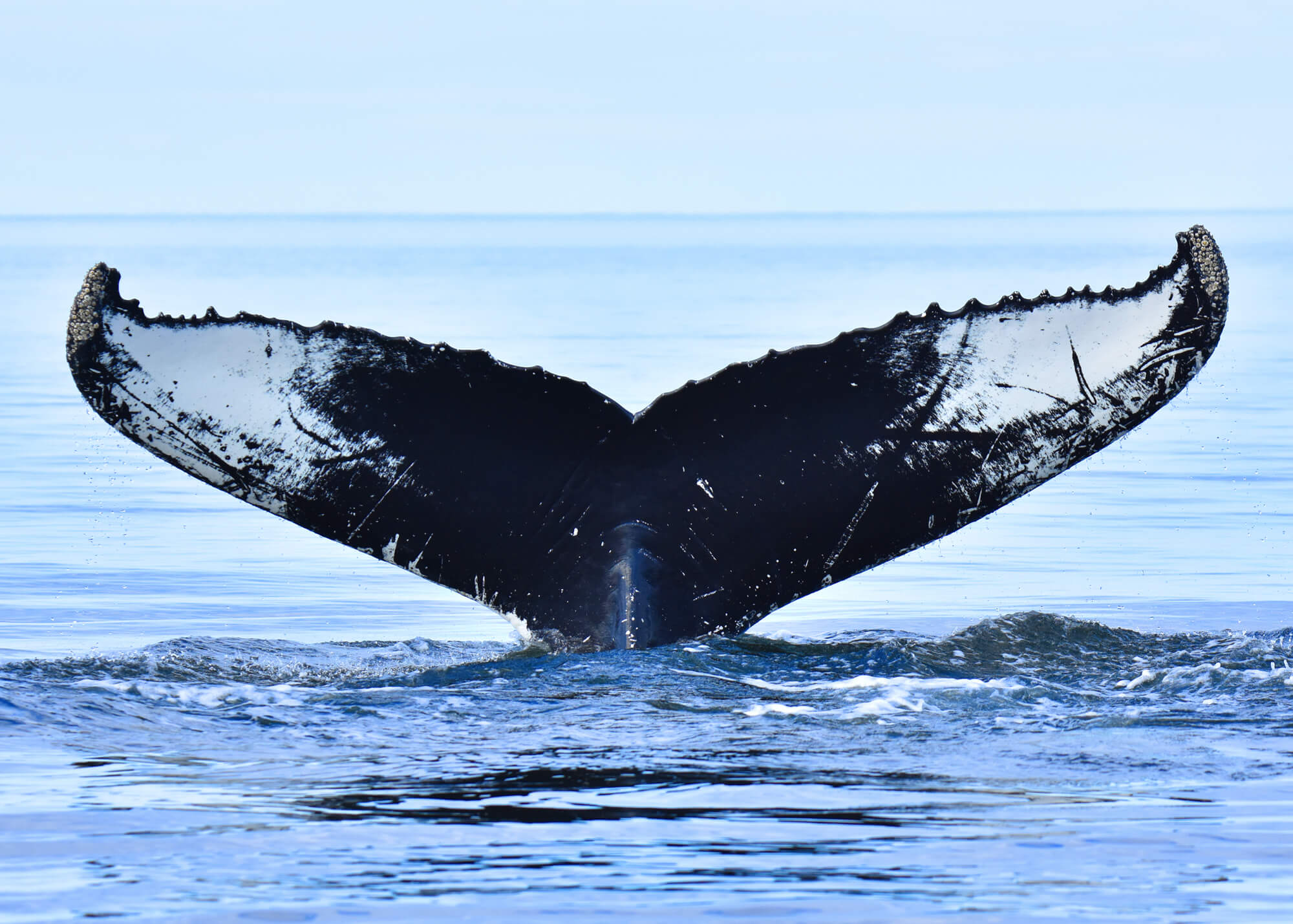 Image de couverture pour La Planète Bleue 1025 –
