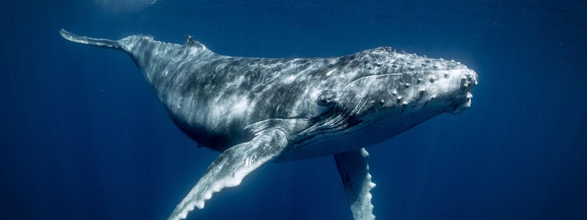 Image de couverture pour La Planète Bleue 962 –