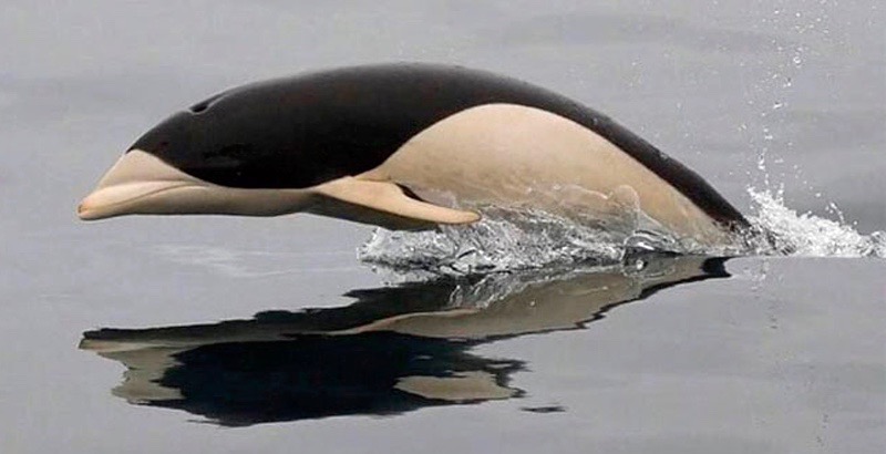 Image de couverture pour La Planète Bleue 978 –